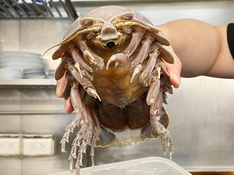 the ramen boy isopod ramen - isopod being held