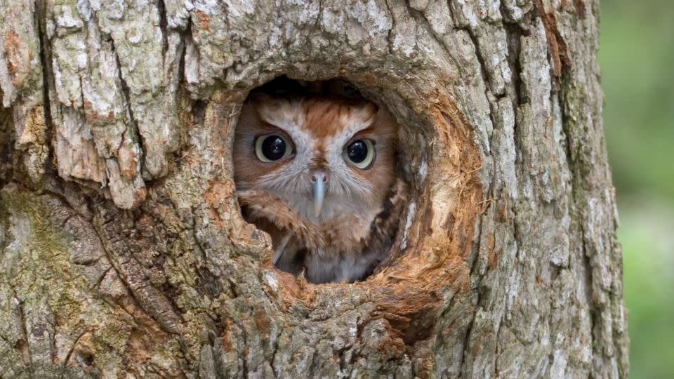 Eastern screech owl, finding shelter in a tree cavity. They often occupy abandoned woodpecker nest holes. - stanley45/iStockphoto/Getty Images/File