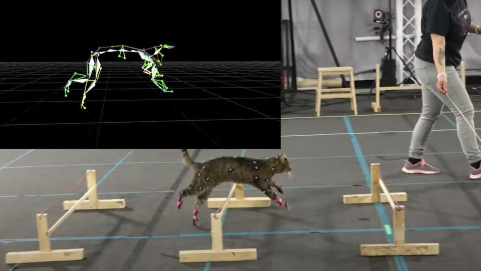 A cat with motion sensors runs through a small hurdle course, with the digital capture in the top right hand corner