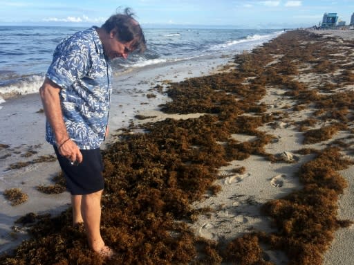 Steve Leatherman, aka "Dr. Beach," walks along the sargassum in search of Brazilian seeds he says often come ashore brought by the seaweed