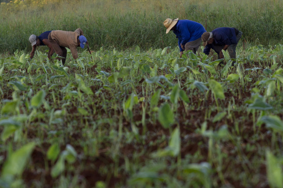 Agricultural workers clear weeds from a Malanga plantation in Batabano, Cuba, Tuesday, Oct. 25, 2022. Cuba is suffering from longer droughts, warmer waters, more intense storms, and higher sea levels because of climate change. The rainy season, already an obstacle to Cuban agricultural production, has gotten longer and wetter. (AP Photo/Ismael Francisco)