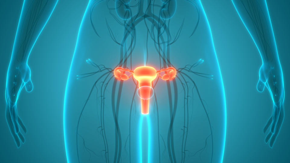 The uterus being seen via X-ray type technology