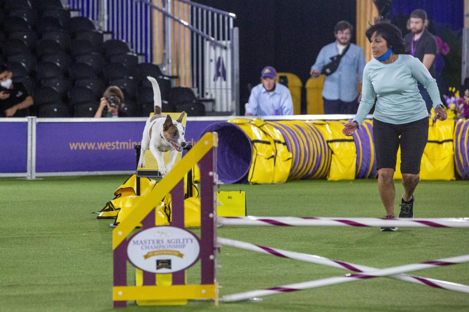 A mixed breed named Crime runs in the agility competition with handler Debra Lazaro at the Westminster Kennel Club dog show in Tarrytown, N.Y., on Friday, June 11, 2021. Because of coronavirus concerns, the show was rescheduled from its usual February dates, is being held in outdoor tents, and isn't allowing in-person spectators. (AP Photo/Ted Shaffrey)