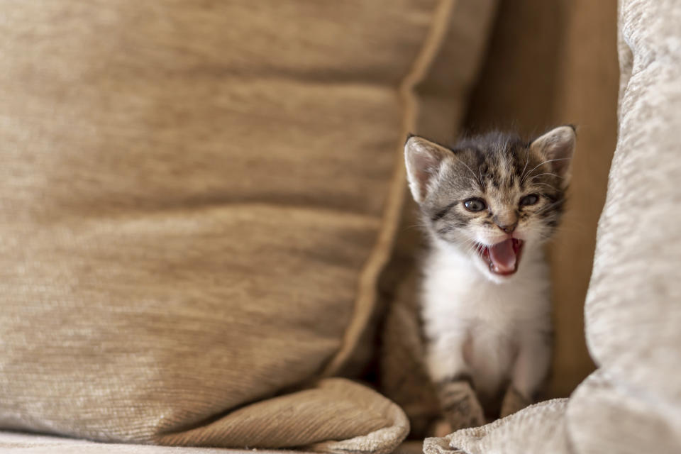 Playful kitten playing on the sofa, hiding between cushions and meowing