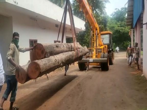 The new chariot for the Antarvedi Sri Lakshmi Narasimha Swamy temple will be made using teak wook logs (Photo/ANI) 