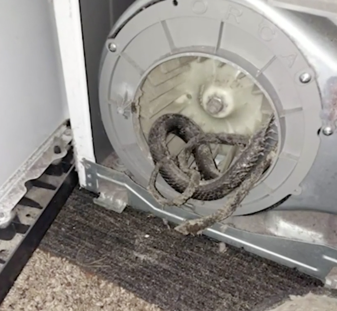 A snake is pictured tangled in the dryer's mechanism.