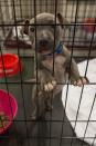 <p>Pets belonging to evacuees sit in a crate at the Delco Center in east Austin, Sunday, Aug. 27, 2017. The Red Cross says, if needed, they are prepared to handle 350 people in the Delco Center. As of Sunday afternoon, a total of 24 dogs, 20 cats, and 5 birds have been registered and volunteers from the Austin Animal Center say they can handle approximately 20 more animals depending on size.<br> (Photo: Suzanne Cordeiro/AFP/Getty Images) </p>