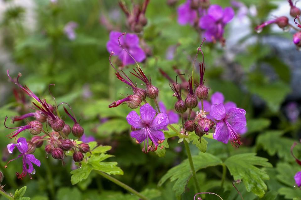 best shade plants