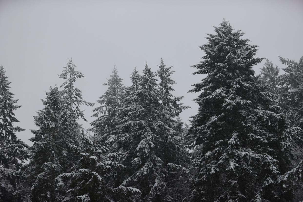 Snow weighs down the branches of trees as heavy snow blanked parts of the Willamette Valley in West Salem Jan. 26, 2021.