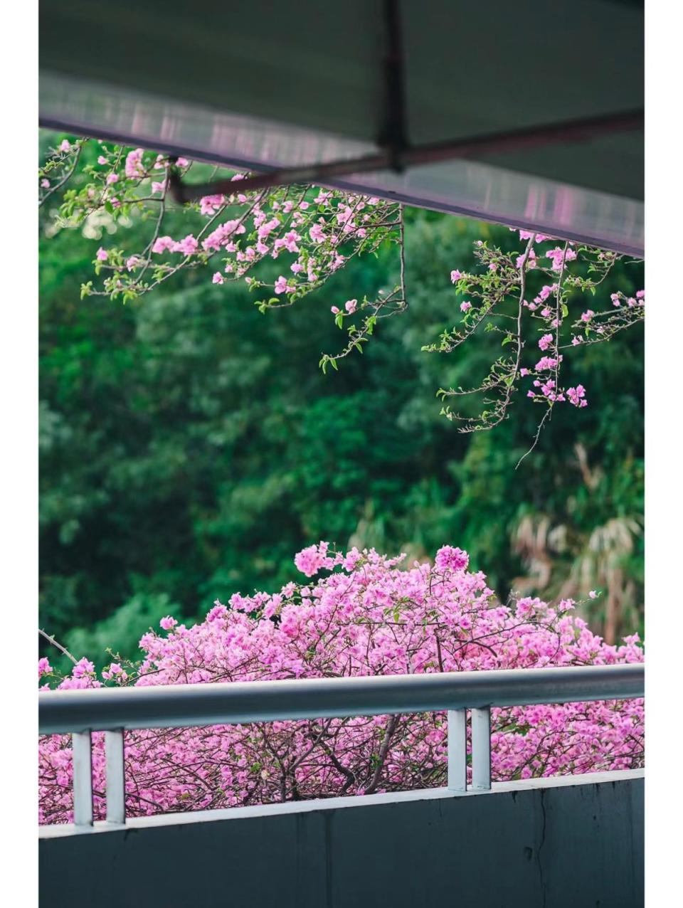 深圳好去處｜仙湖植物園賞花推介！簕杜鵑花瀑布高6層 3月必影粉色花海（附交通方法）