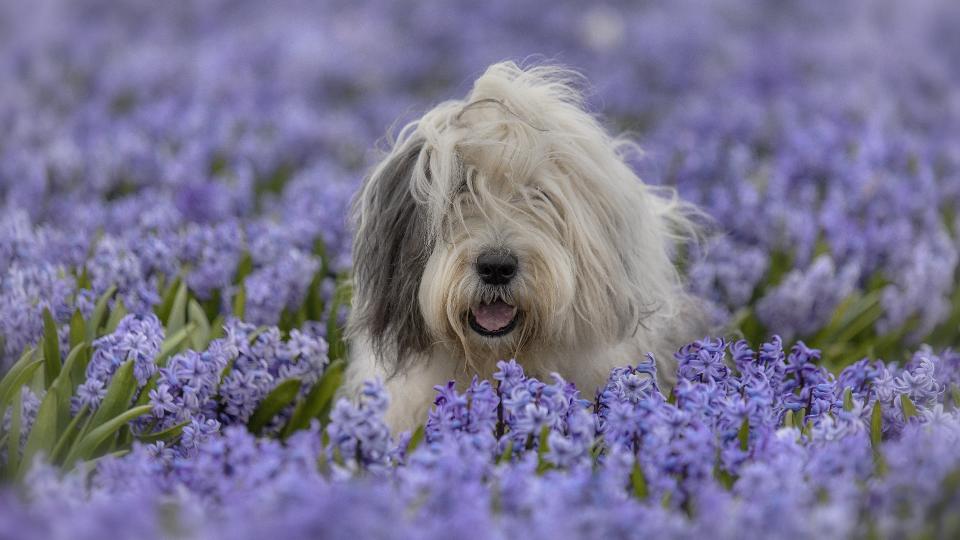 Old English Sheepdog in field of purple flowers