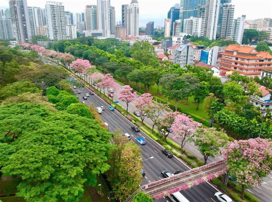 Trumpet trees flowering along Central Expressway near Moulmein Flyover. (PHOTO: National Parks Board)