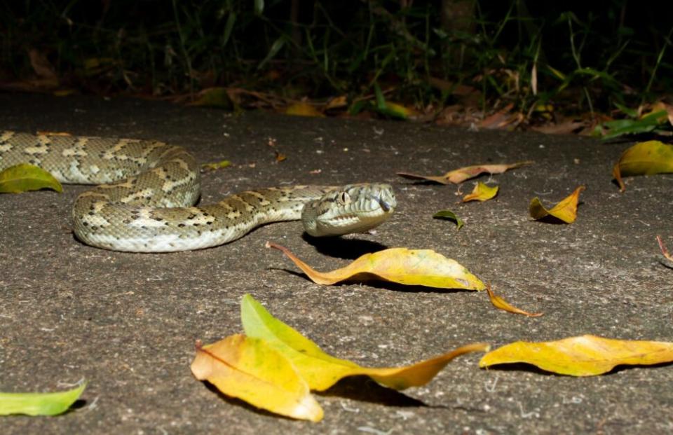 Python in Australia