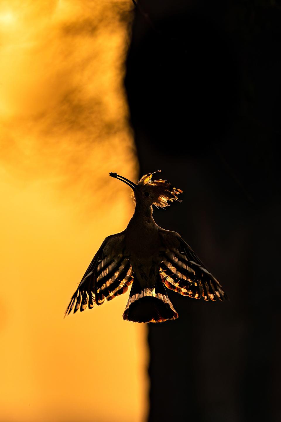 A hoopoe flying with dramatic sunset lighting