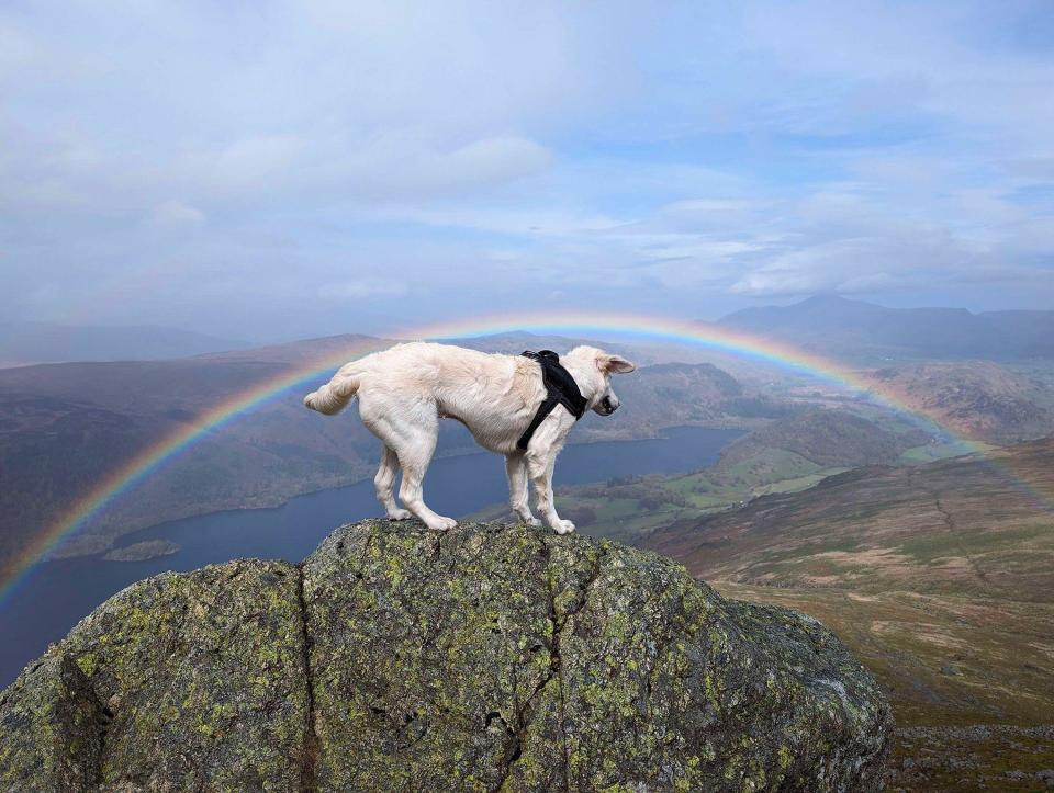 A dog stands on top of a rock, with a rainbow in the background