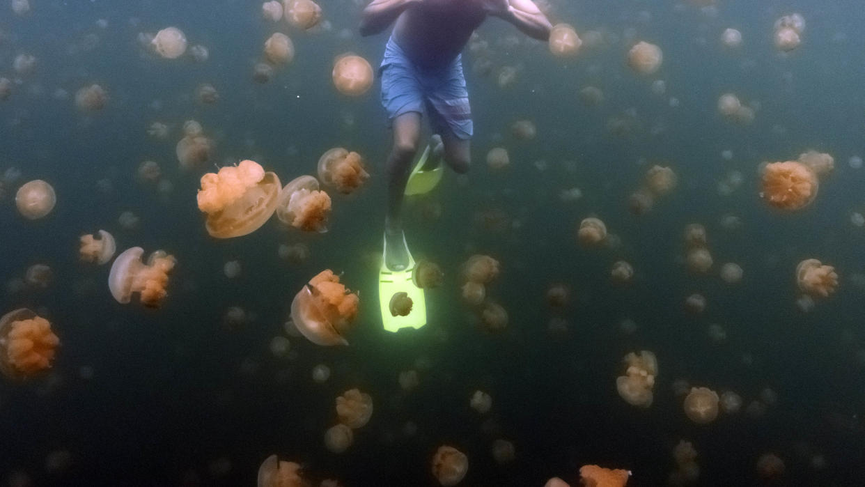 https://www.gettyimages.com/detail/photo/jellyfish-lake-palau-royalty-free-image/993718430