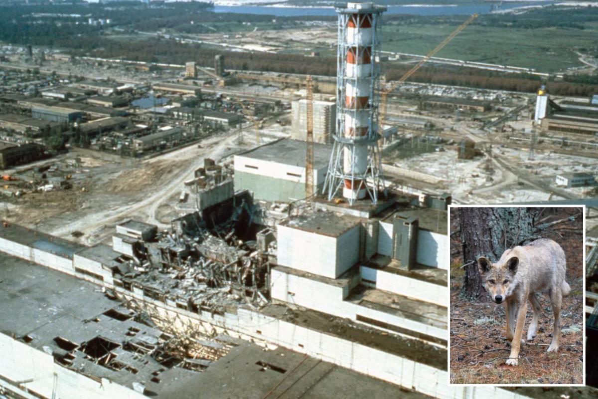 Вълците мутанти, които бродят в затворената зона на Чернобил, са развили способности, устойчиви на рак: проучване