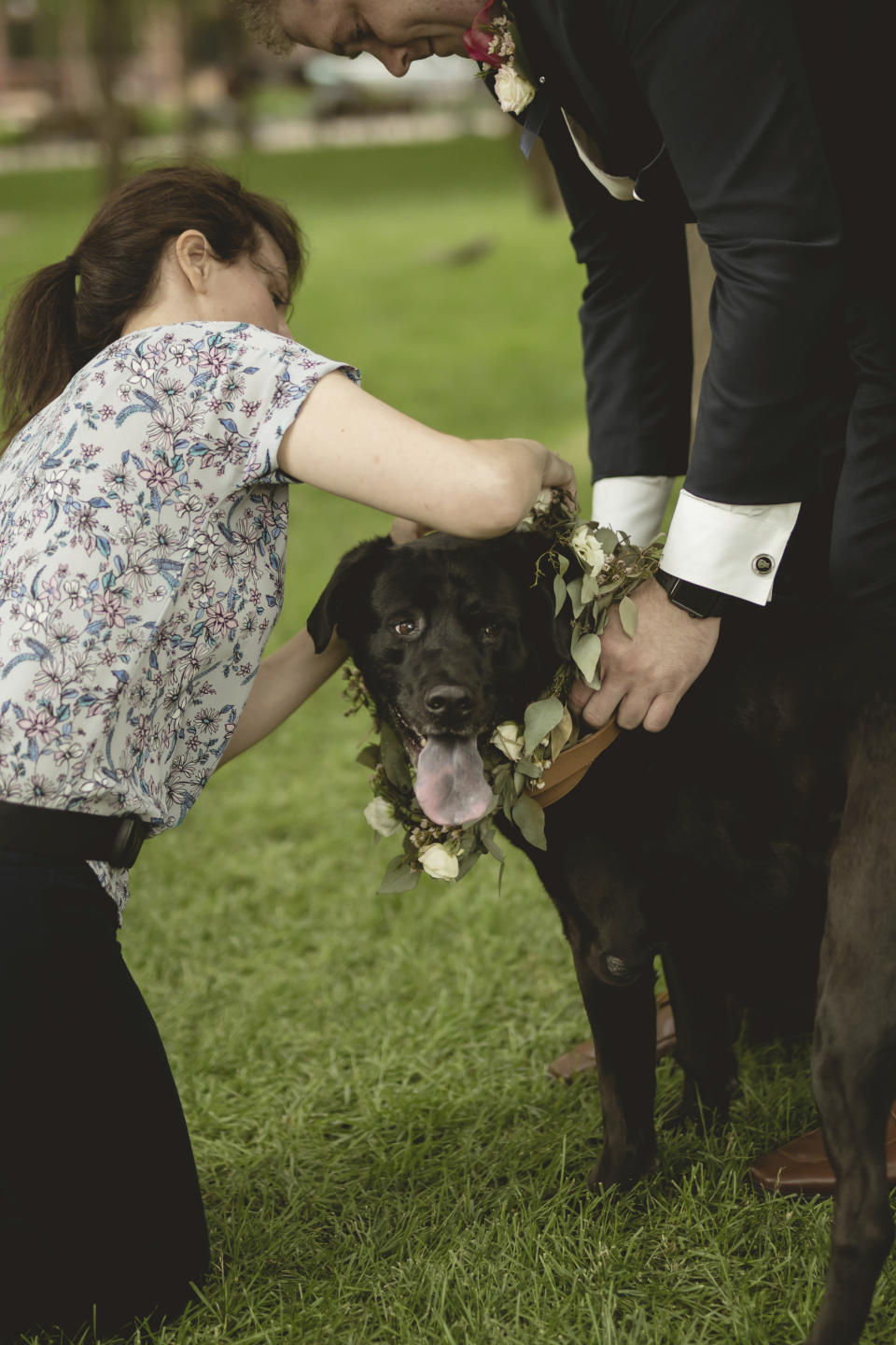 In this June 8, 2018 photo, Lara Leinen of Doggy Social MN LLC prepares Shelby for the wedding of her owners Kelley and Shawn Ballanger in Saint Paul, Minn. It's no longer unusual for brides and grooms to include pets in their wedding photos or even in the ceremony. But it can be tough to manage that along with everything else. (Amber Rishavy/Pixel Dust Photography/Lara Leinen via AP)