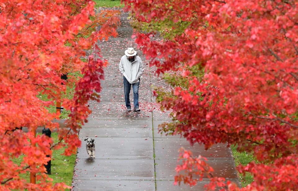 Terry Cooney, of Poulsbo, and his dog Anook stroll down the sidewalk lined with maple trees sporting their fall foliage on the Olympic College campus in Poulsbo, Wash. on Monday, Oct. 16, 2023.