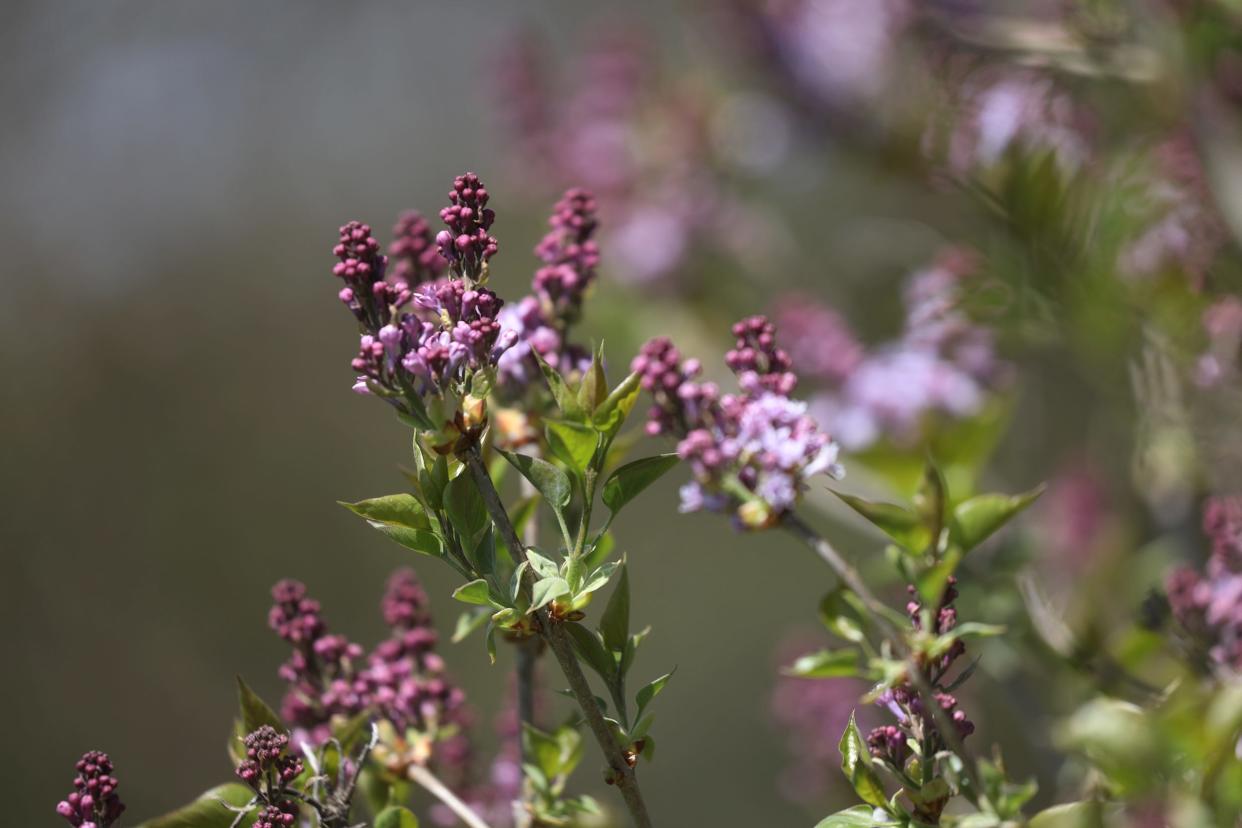 Some of the lilac bushes buds are fragrant despite not being in full bloom at Highland Park in Rochester NY on Saturday, April 30, 2022.