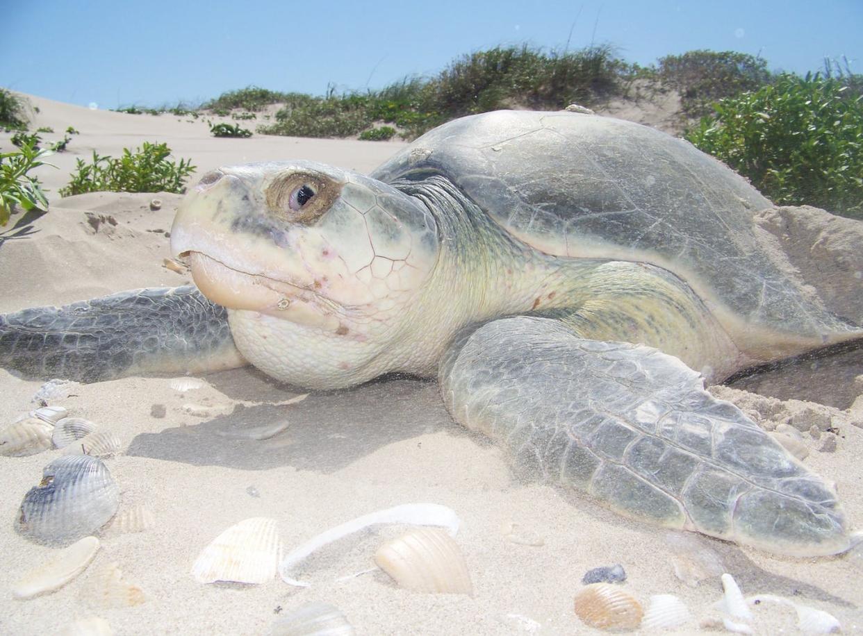 <span class="caption">Kemp's ridley sea turtles are an endangered species that live and nest in the Gulf of Mexico.</span> <span class="attribution"><a class="link " href="https://commons.wikimedia.org/wiki/File:2010_Kemp%27s_ridley_sea_turtle_project_at_Padre_Island_National_Seashore_(for_NRC)_(f1b41723-09a4-4933-8312-14fedb1c1b81).jpg" rel="nofollow noopener" target="_blank" data-ylk="slk:National Park Service/WikimediaCommons;elm:context_link;itc:0;sec:content-canvas">National Park Service/WikimediaCommons</a></span>