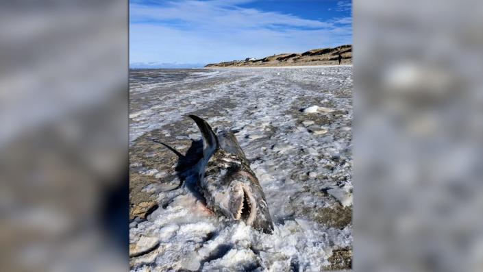A dead shark was found frozen on a Cape Cod beach.