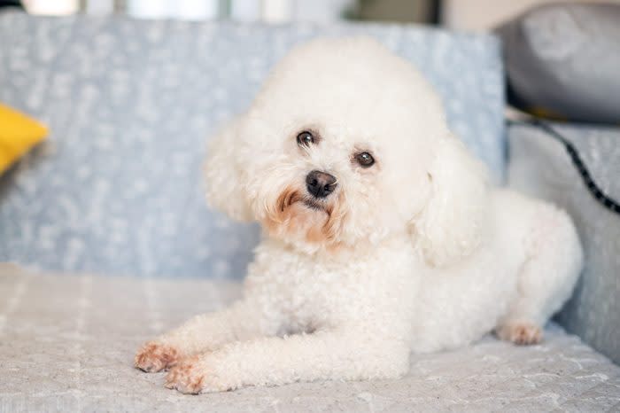 bichon frise dog on the sofa