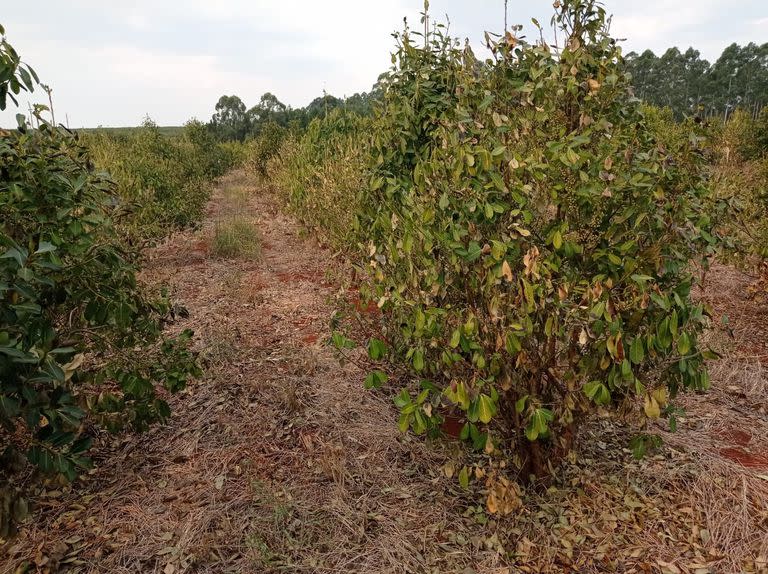 Un yerbal en la zona de Félix de Azara, Misiones, afectado por la sequía