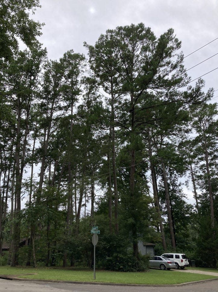 The home of Ann and Don Morrow is nestled beneath a lovely grove of pine trees which is an important feature of their wildlife habitat yard where 89 species of birds have been observed.