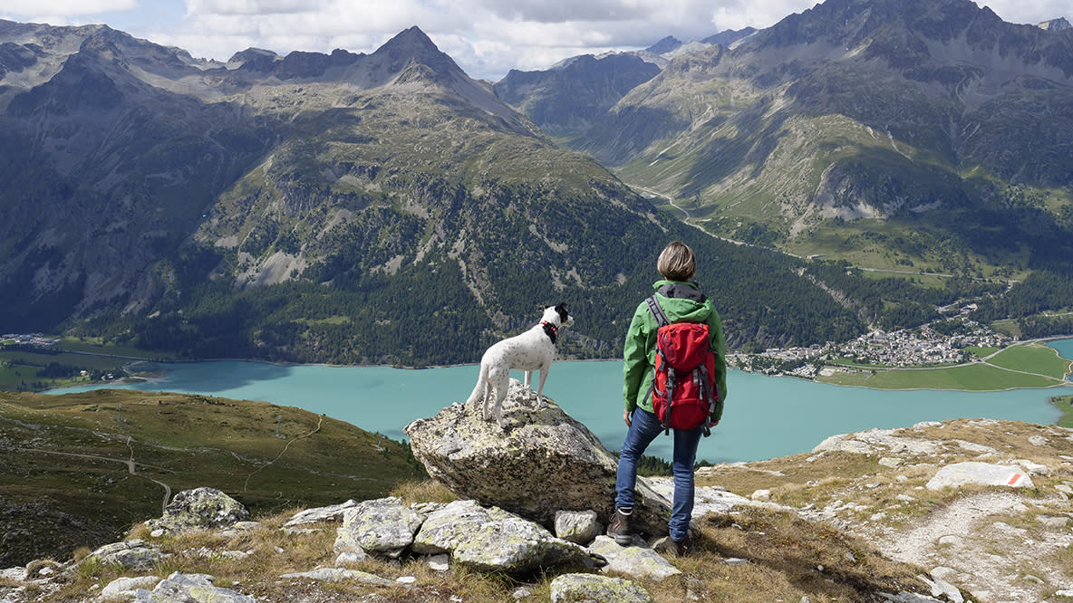  The best travel destinations for dogs 