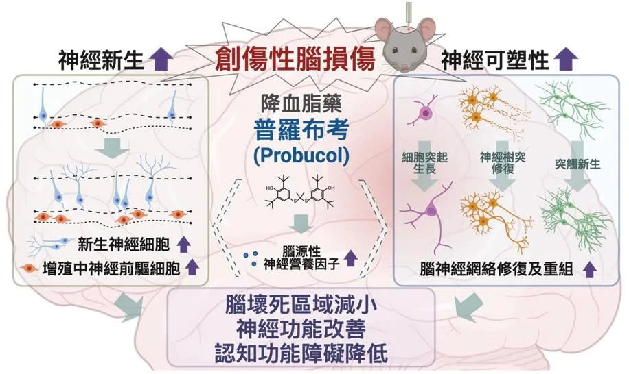 <strong>在創傷性腦損傷之動物模式，降血脂藥普羅布考可促進大腦神經新生及神經可塑性，可改善創傷性腦損傷，降低神經及認知功能障礙。此圖表以BioRender.com製作。(圖／國衛院提供）</strong>