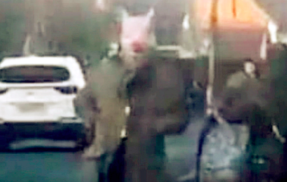 Police are attempting to trace a man frightening children while wearing a pig mask (SWNS)