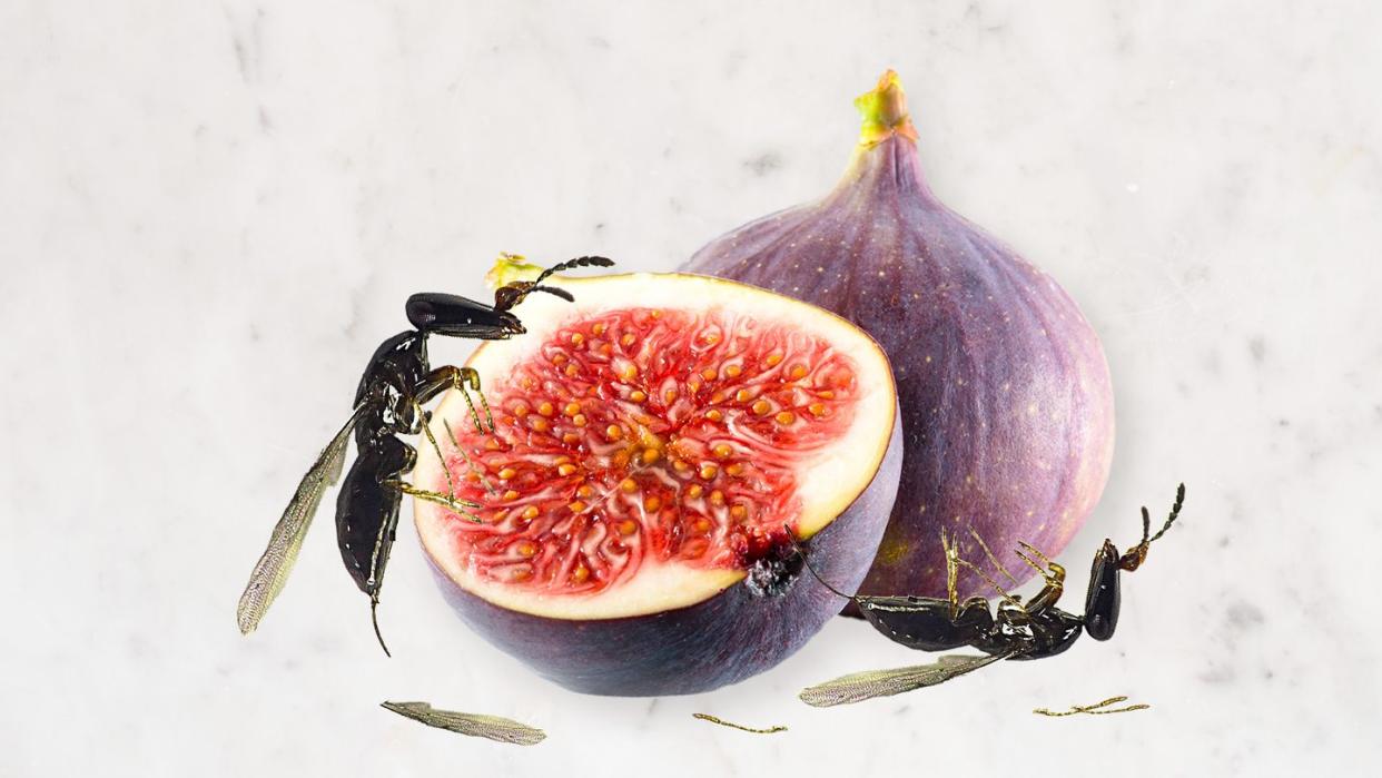 are there dead wasps in figs
