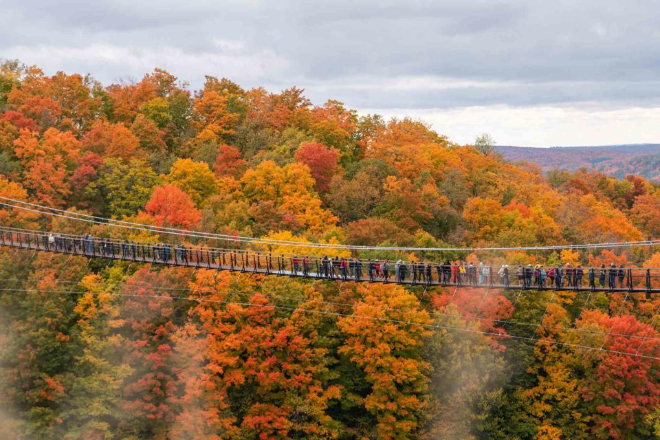 <p>Courtesy of SkyBridge Michigan</p> The Skybridge in Michigan surrounded but autumn colored trees  