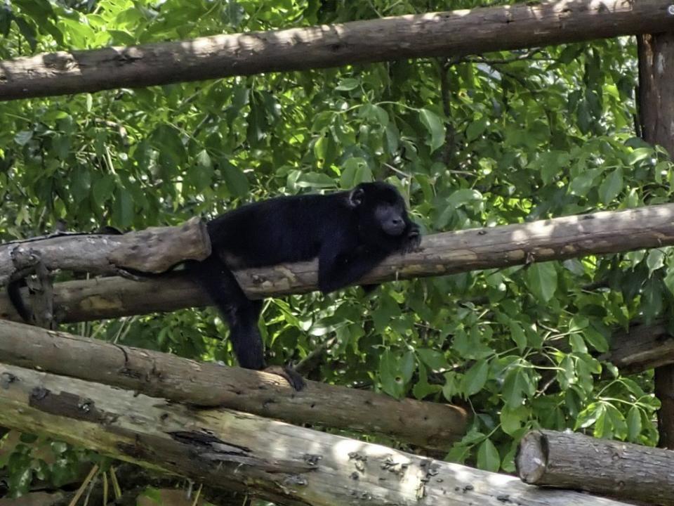 黑吼猴的習性十分慵懶及溫和，平日大多時候待在樹上休憩睡覺。（台北市立動物園提供）