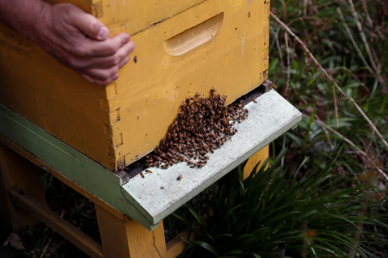 Urban beekeeper Andrew Cote replenishes bee hives at Clinton Community Garden in the Hell’s Kitchen area of New York City