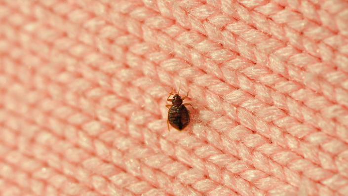 A bed bug on a salmon pink wool knitted blanket