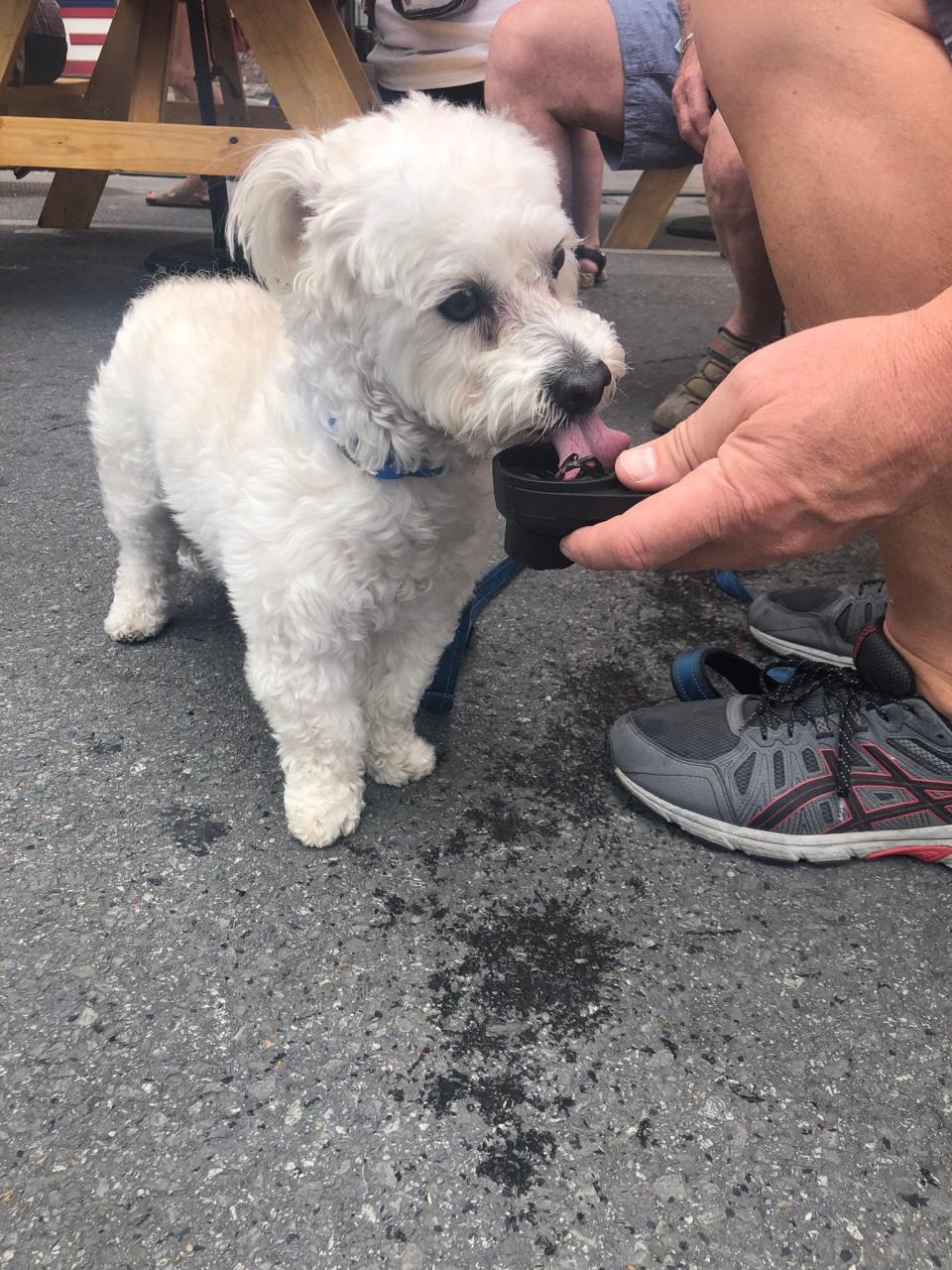 Toby the dog enjoys a drink of cold water in downtown Nashville during CMA Fest on Friday, June 10, 2022.