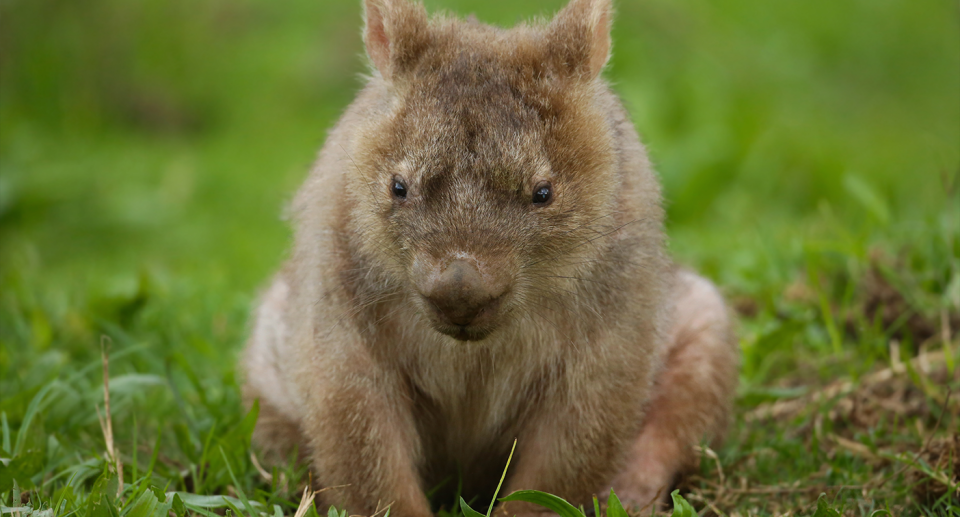 Despite appearing strong on the outside, wombats have similar skeletons to other Australian marsupials. Source: Getty - File Image