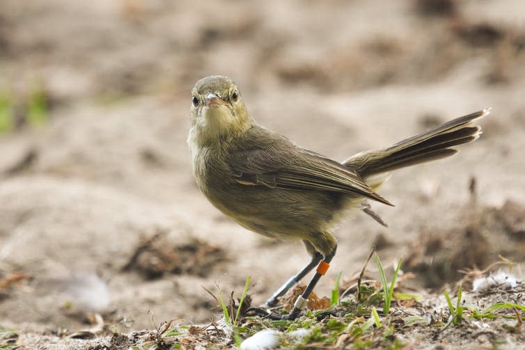 <span class="caption">The Seychelles Warbler (<em>Acrocephalus sechellensis</em>).</span> <span class="attribution"><span class="source">Martijn Hammers</span>, <span class="license">Author provided</span></span>