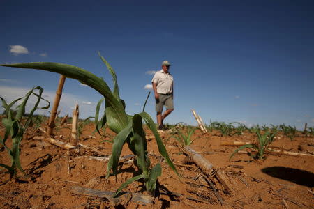 A farmer inspects his maize field in Hoopstad, a maize-producing district in the Free State province, South Africa, January 12, 2016. REUTERS/Siphiwe Sibeko/File Photo