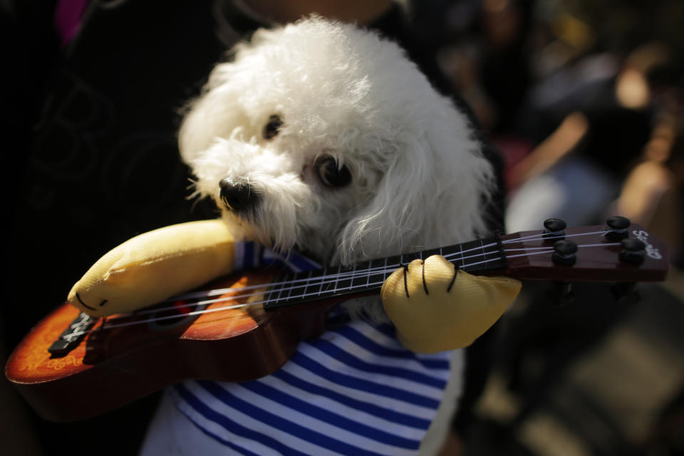 Costumed pooches prance In annual Halloween Dog Parade in New York City