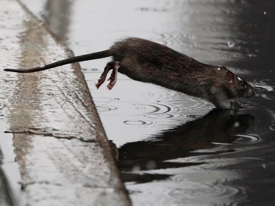 A rat jumps into a puddle in the snow in New York in 2019.