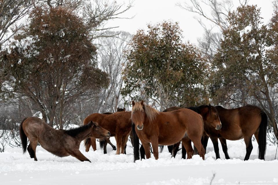 Brumbies sind die Nachkommen von Pferden, die von europäischen Siedlern mitgebracht wurden. - Copyright: Brook Mitchell/Getty Images