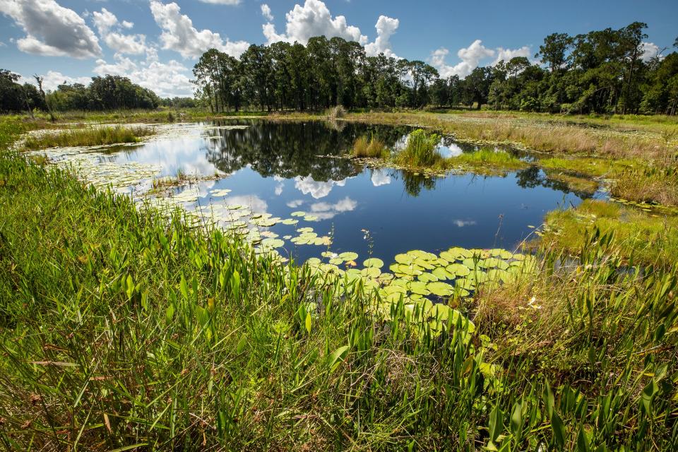 The city envisions turning the century-old homestead into an old-Florida venue for family picnics, Fourth of July fireworks, music concerts, playgrounds, a dog park and walking trails, and possibly treehouses and fishing.