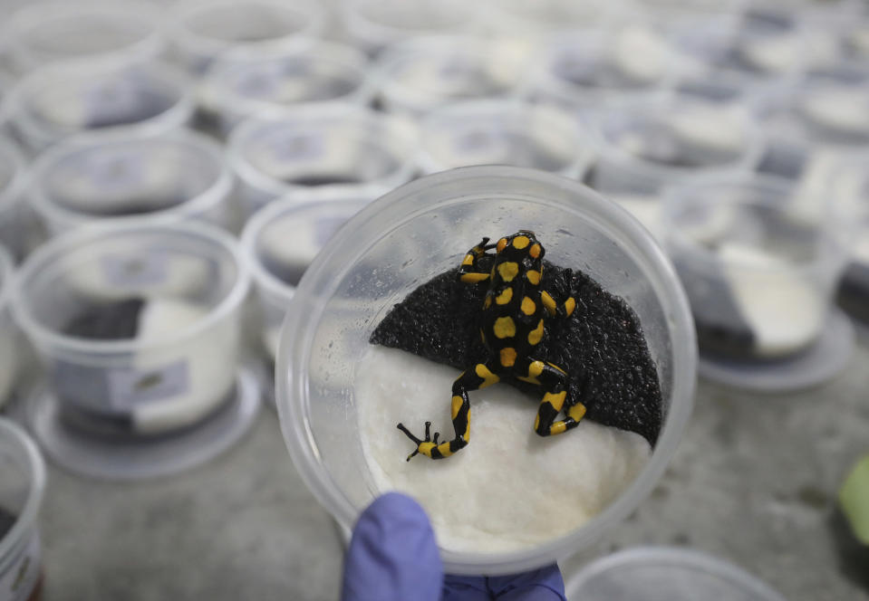 Una oophaga histrionica anchicaya, preparada para ser exportadas en el centro de cría de ranas "Tesoros de Colombia", en Cundinamarca, Colombia, el 23 de abril de 2019. Tesoros de Colombia, es uno de los pocos programas de conservación en el mundo que intenta reducir el tráfico de especies salvajes ofreciendo a sus entusiastas una alternativa más respetuosa con el medio ambiente: animales criados en cautividad. (AP Foto/Fernando Vergara)