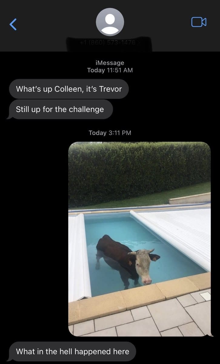 Trevor asks Colleen if they're still up for the challenge and shows a cow standing in a small pool, and the response is 