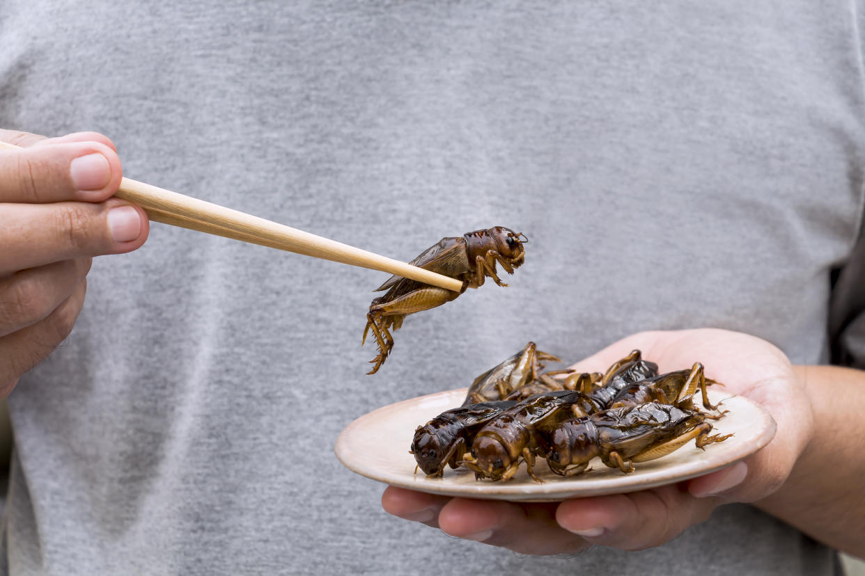 Man's hand holding chopsticks eating Crickets insect on plate. Food Insects for eat as food items, it is good source of meal high protein edible for future food concept.