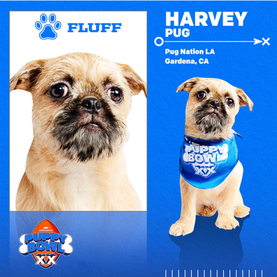 Puppy Bowl XX (Discovery)