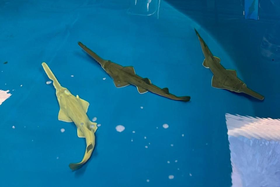 SeaWorld Orlando welcomed 3 smalltooth sawfish pups in July 2023, making it the only aquarium in the United States to showcase the marine animals and the second worldwide to have a successful birth, the marine center announced October 18, 2023.